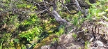 Plants: image 18 Of 208 Thumb